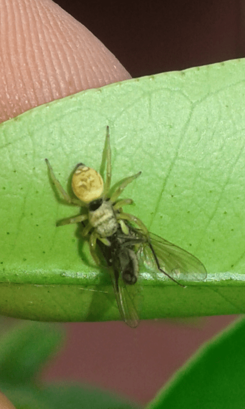 Salticidae : Heliophanus tribulosus? S�, giovane
